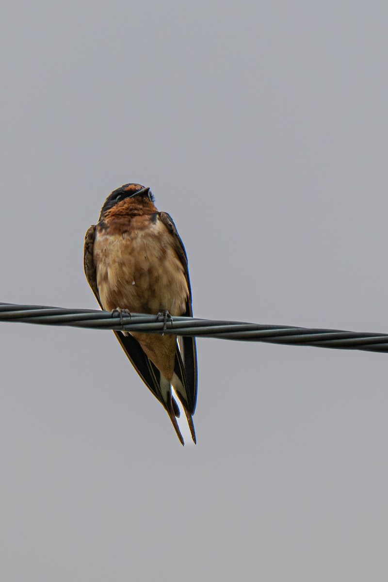 Kır Kırlangıcı (erythrogaster) - ML640568327