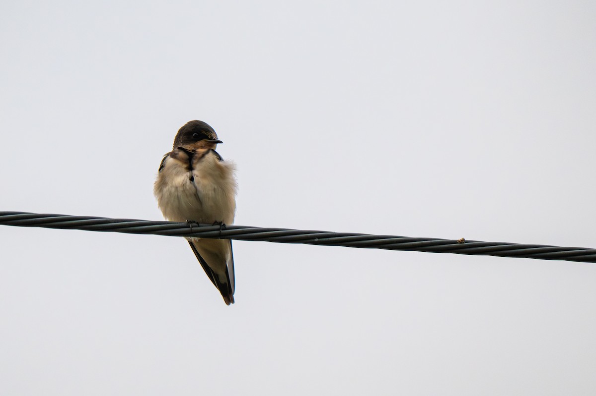 Kır Kırlangıcı (erythrogaster) - ML640568328