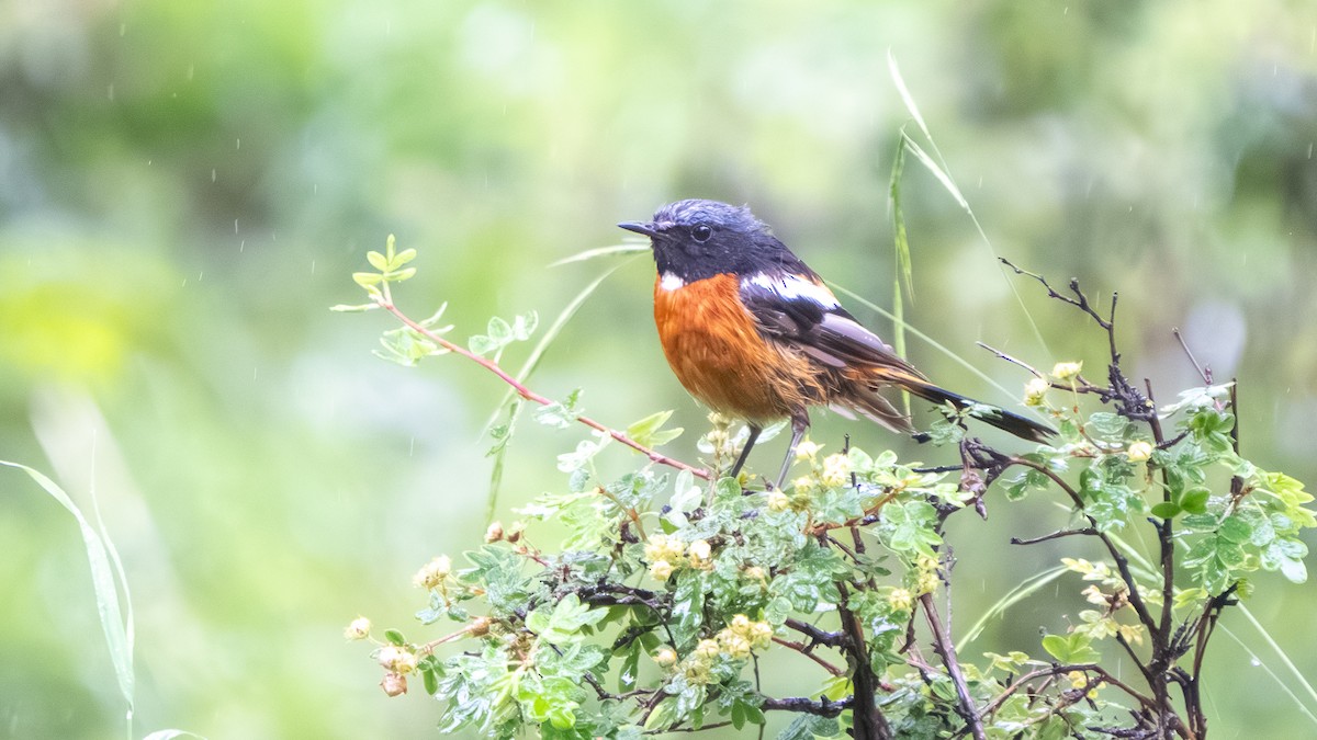 White-throated Redstart - ML640568336