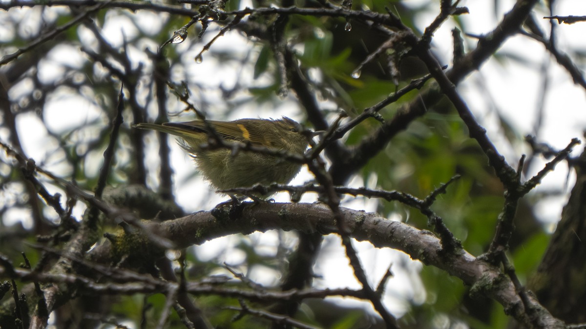 Buff-barred Warbler - ML640568351