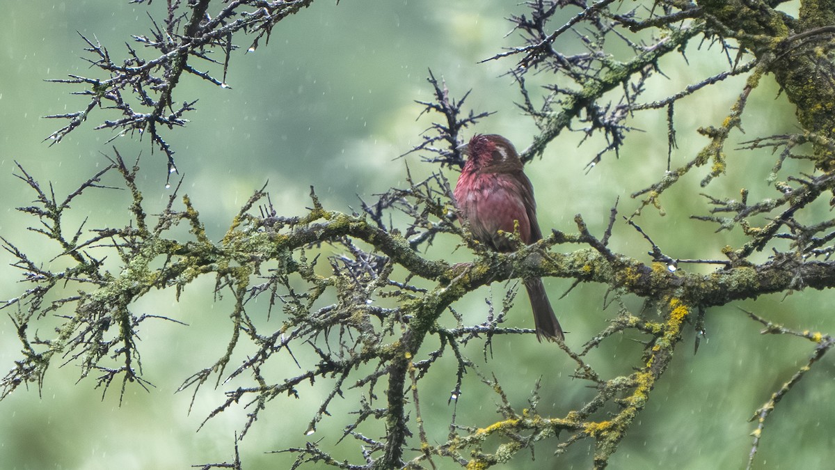 Chinese White-browed Rosefinch - ML640568360