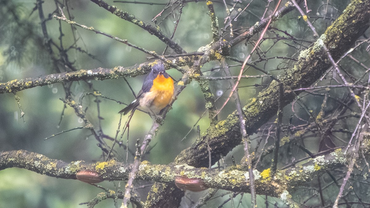 Slaty-backed Flycatcher - ML640568365