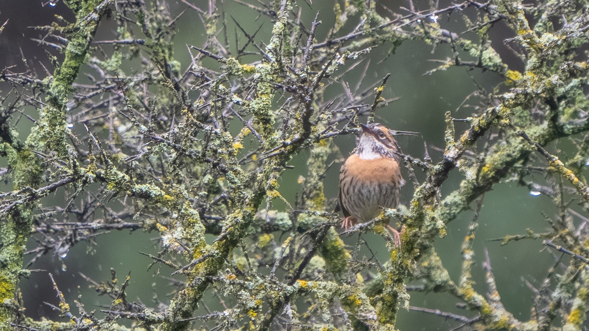 Rufous-breasted Accentor - ML640568379