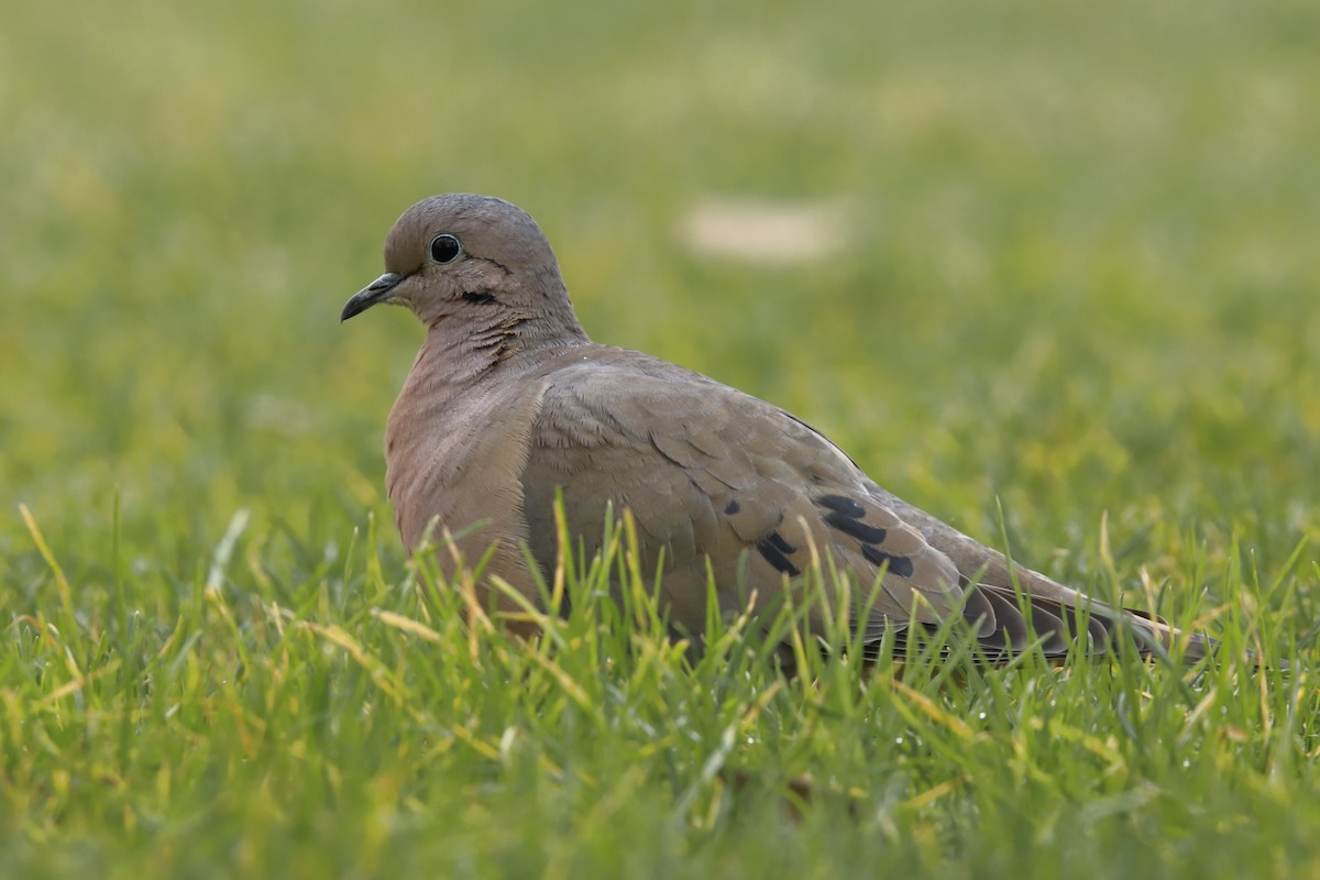 Eared Dove - ML640568394