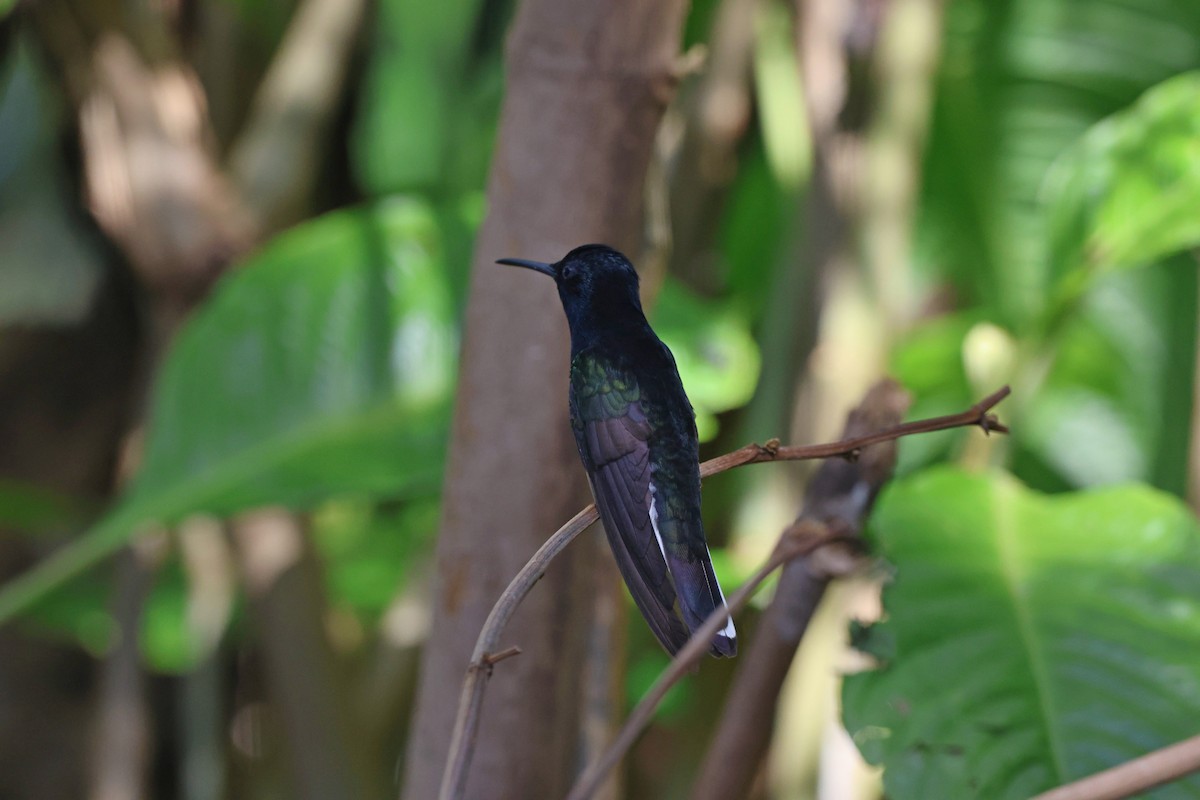 Black Jacobin - ML640568440