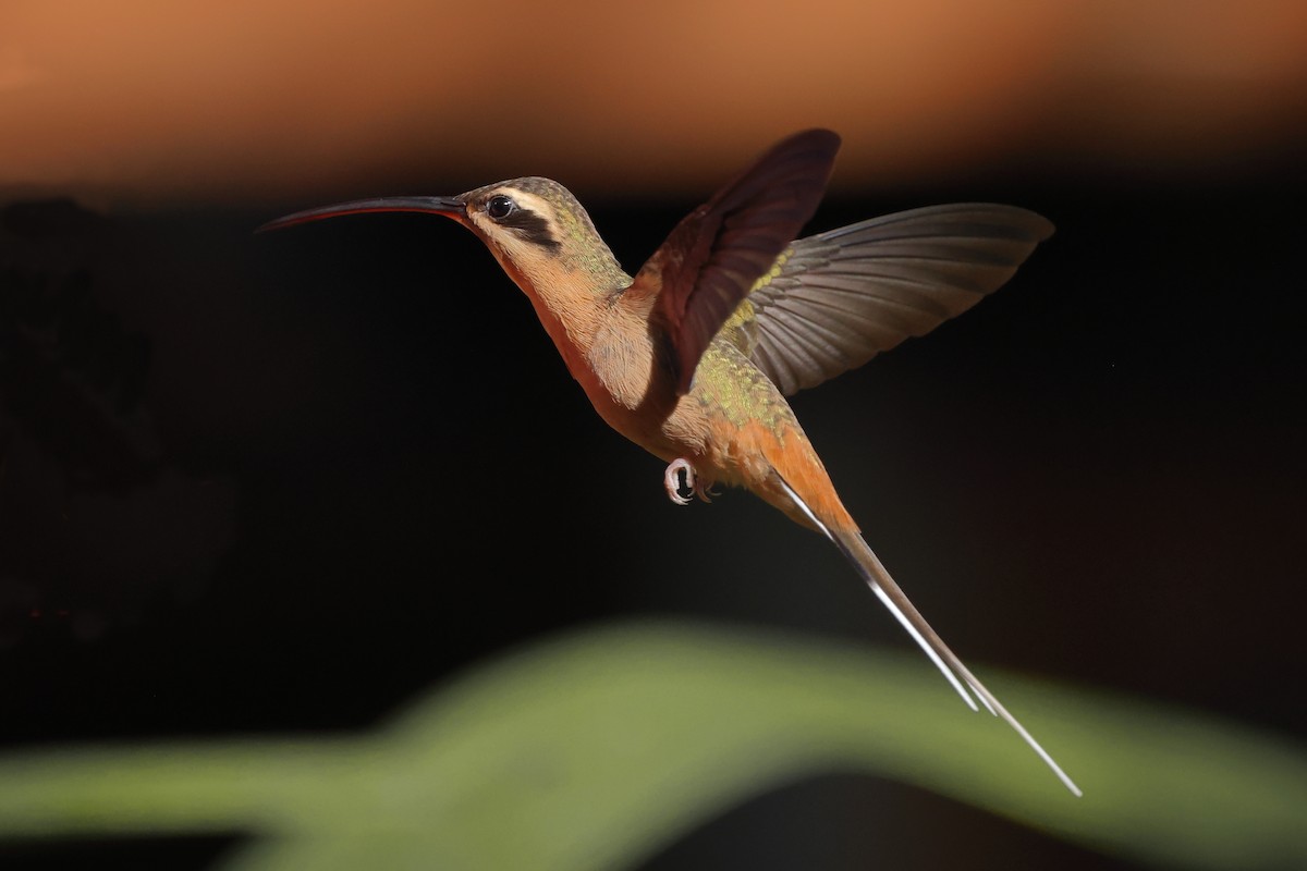 Planalto Hermit - ML640568464