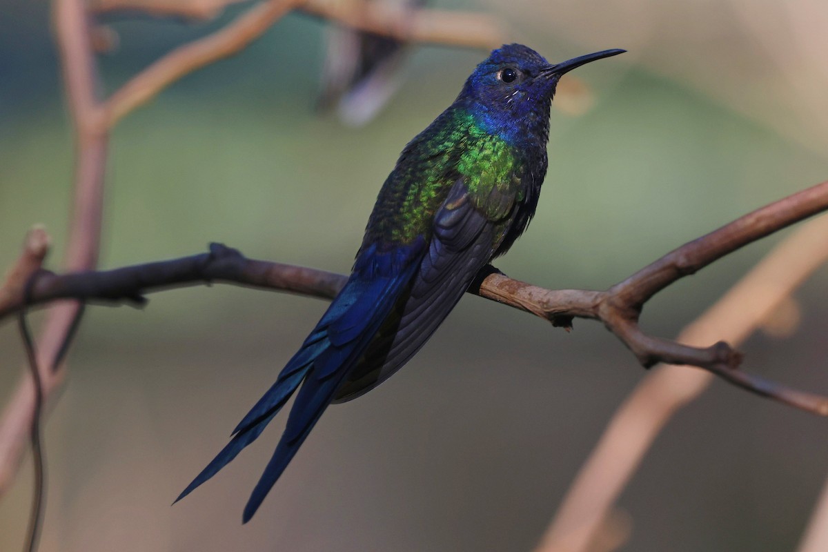 Swallow-tailed Hummingbird - ML640568466