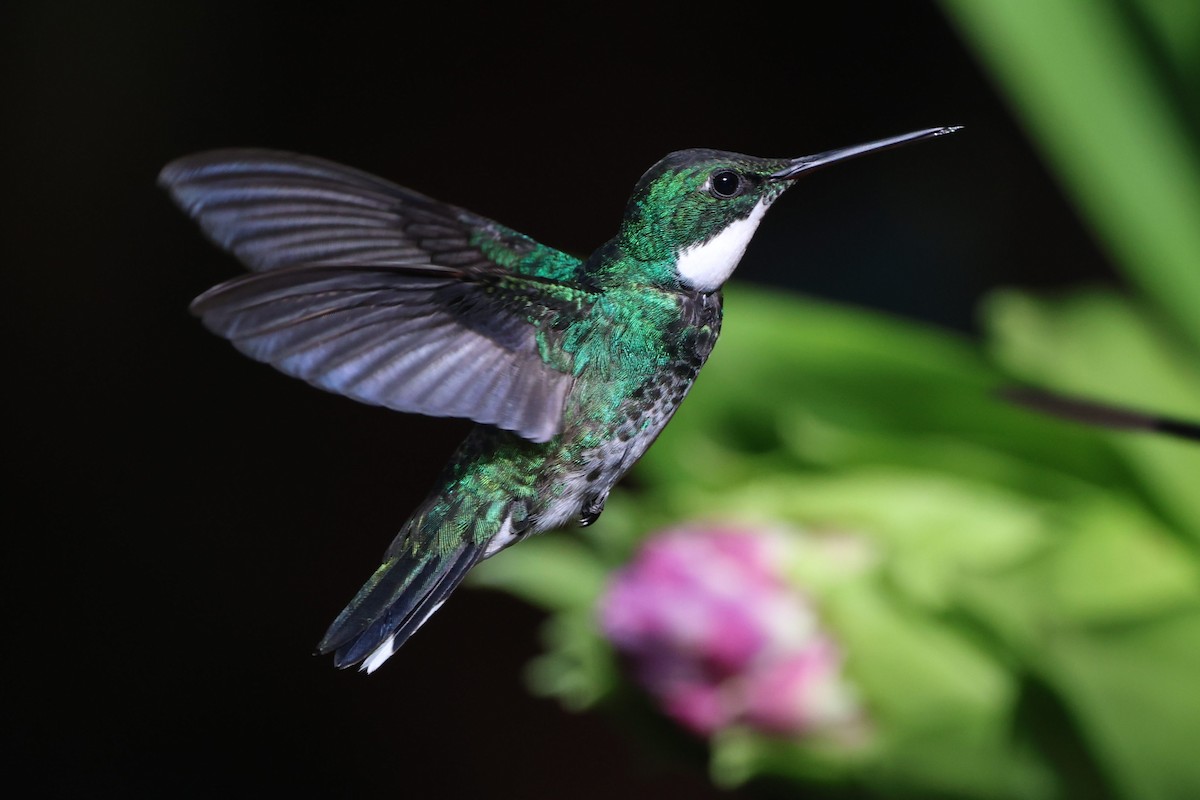 White-throated Hummingbird - ML640568473