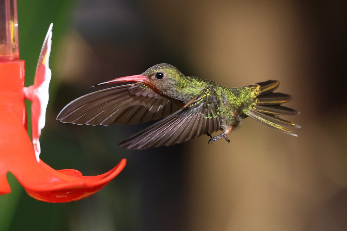 Gilded Hummingbird - ML640568475