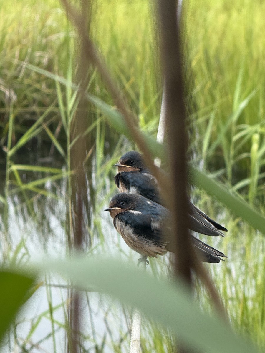 Barn Swallow - ML640568491