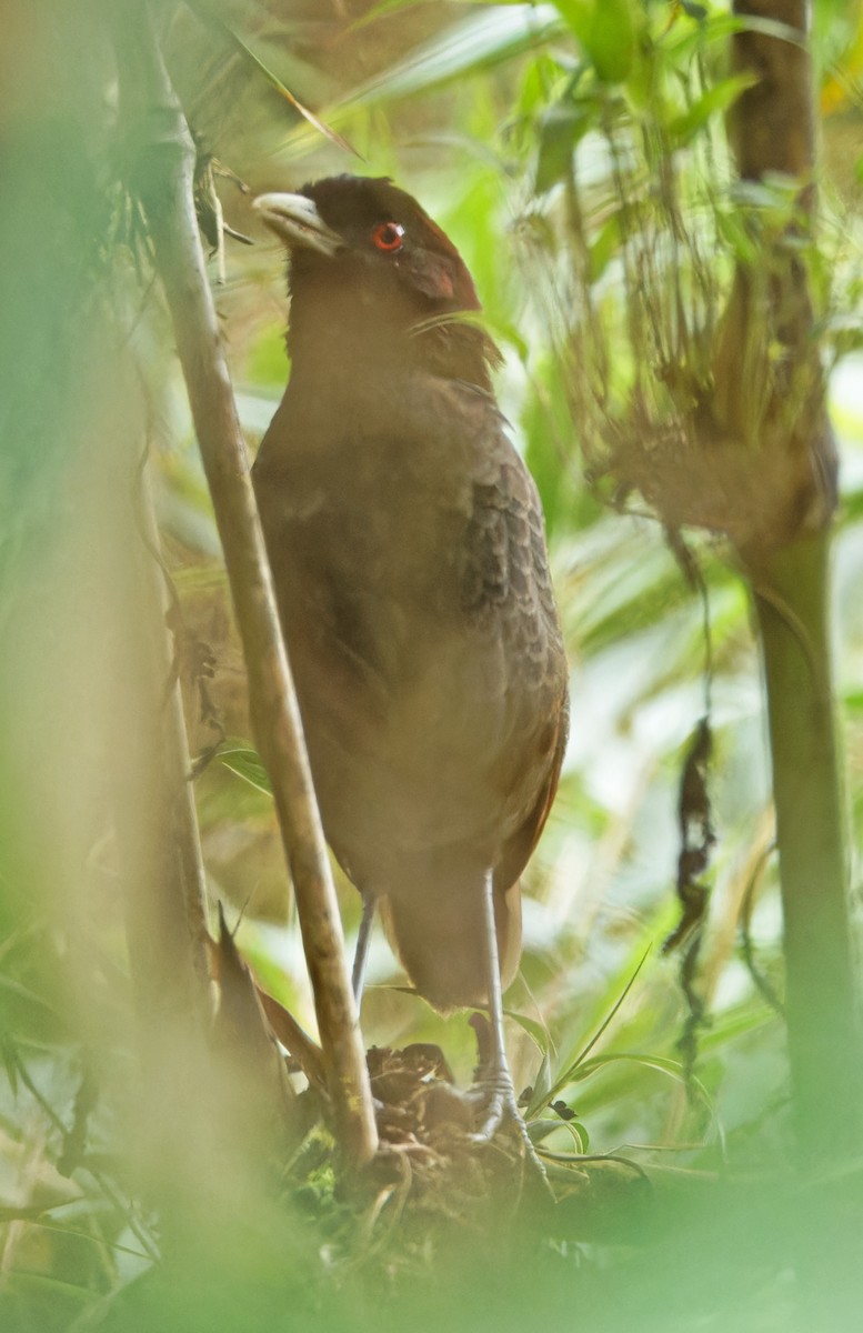 Pale-billed Antpitta - ML640568503