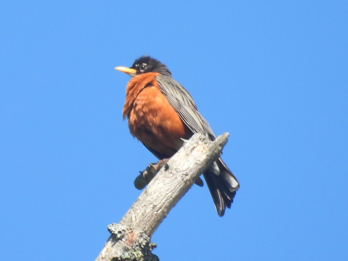 American Robin - ML640568505