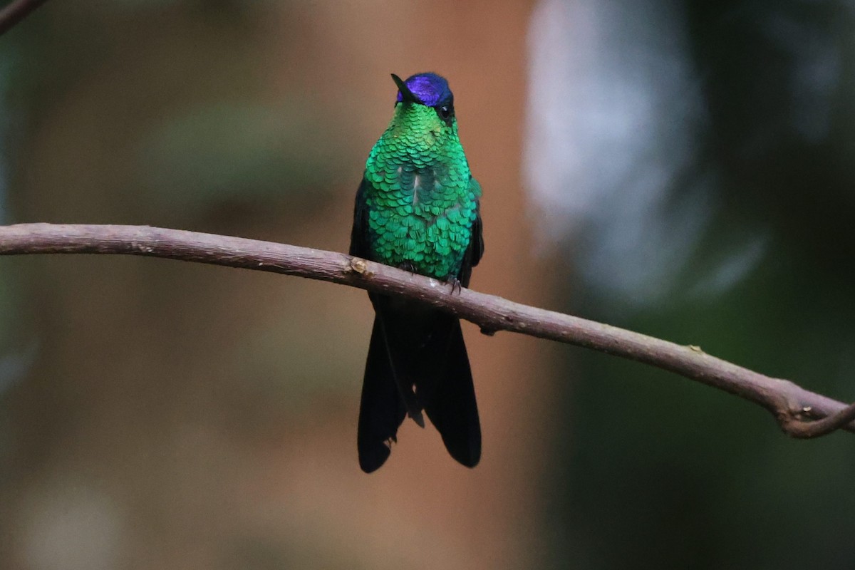 Violet-capped Woodnymph - ML640568519