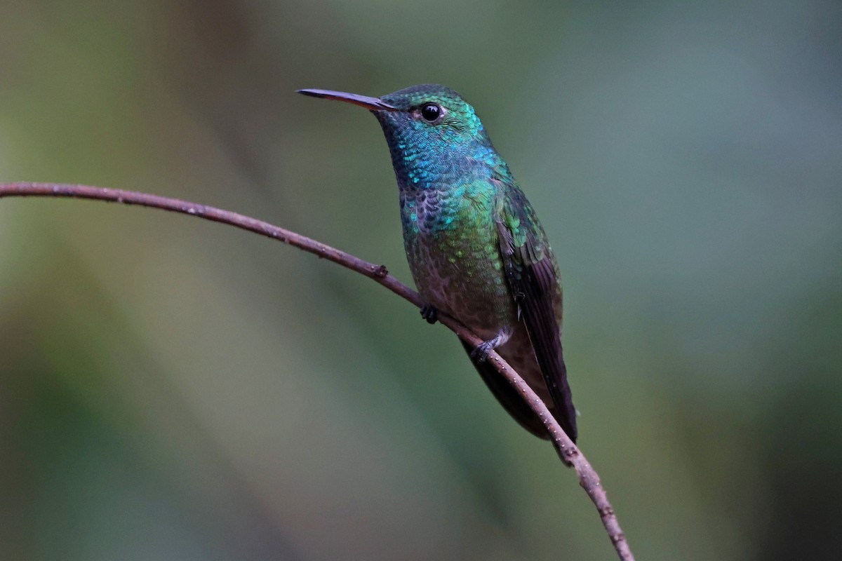 Versicolored Emerald - ML640568523