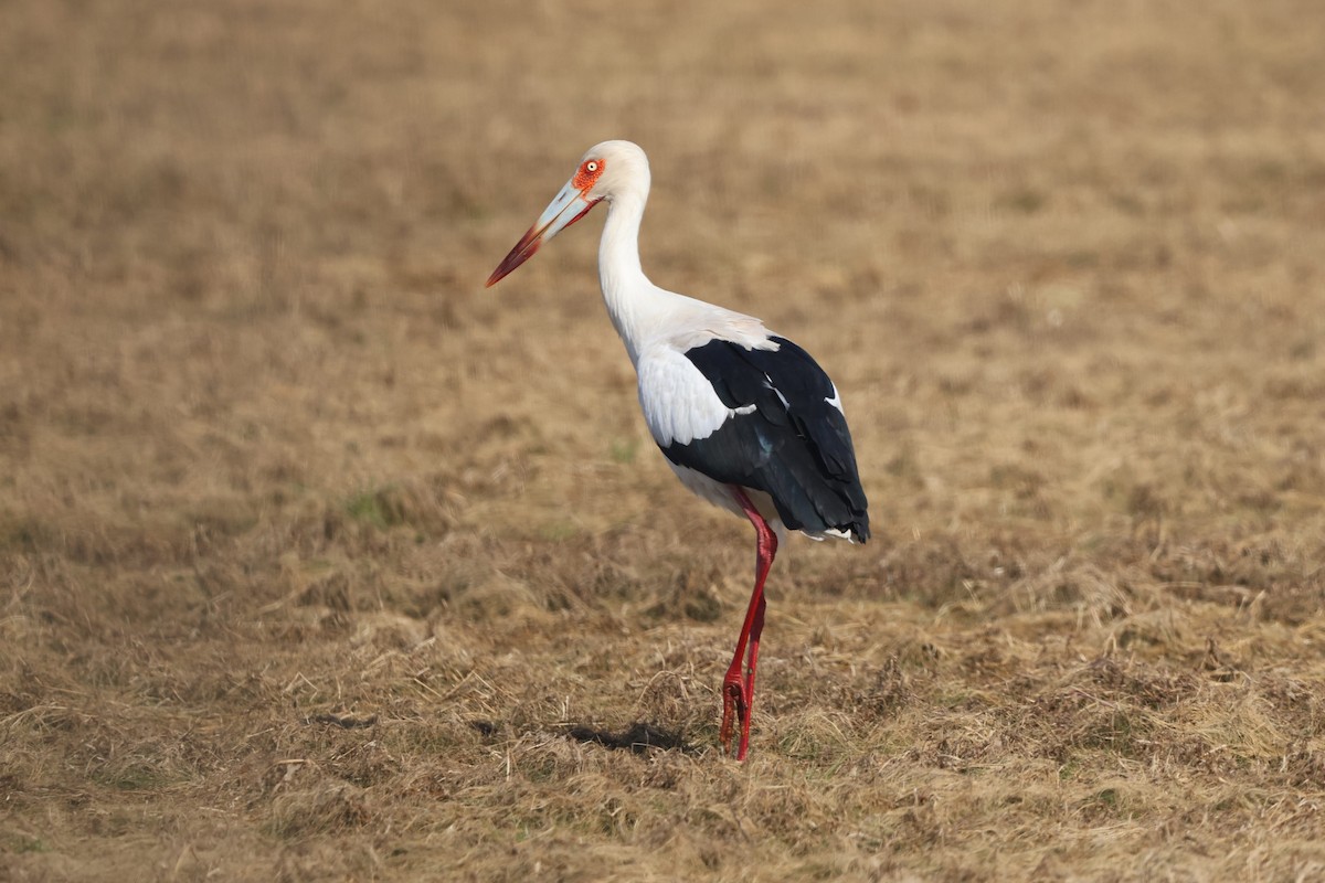 Maguari Stork - ML640568574