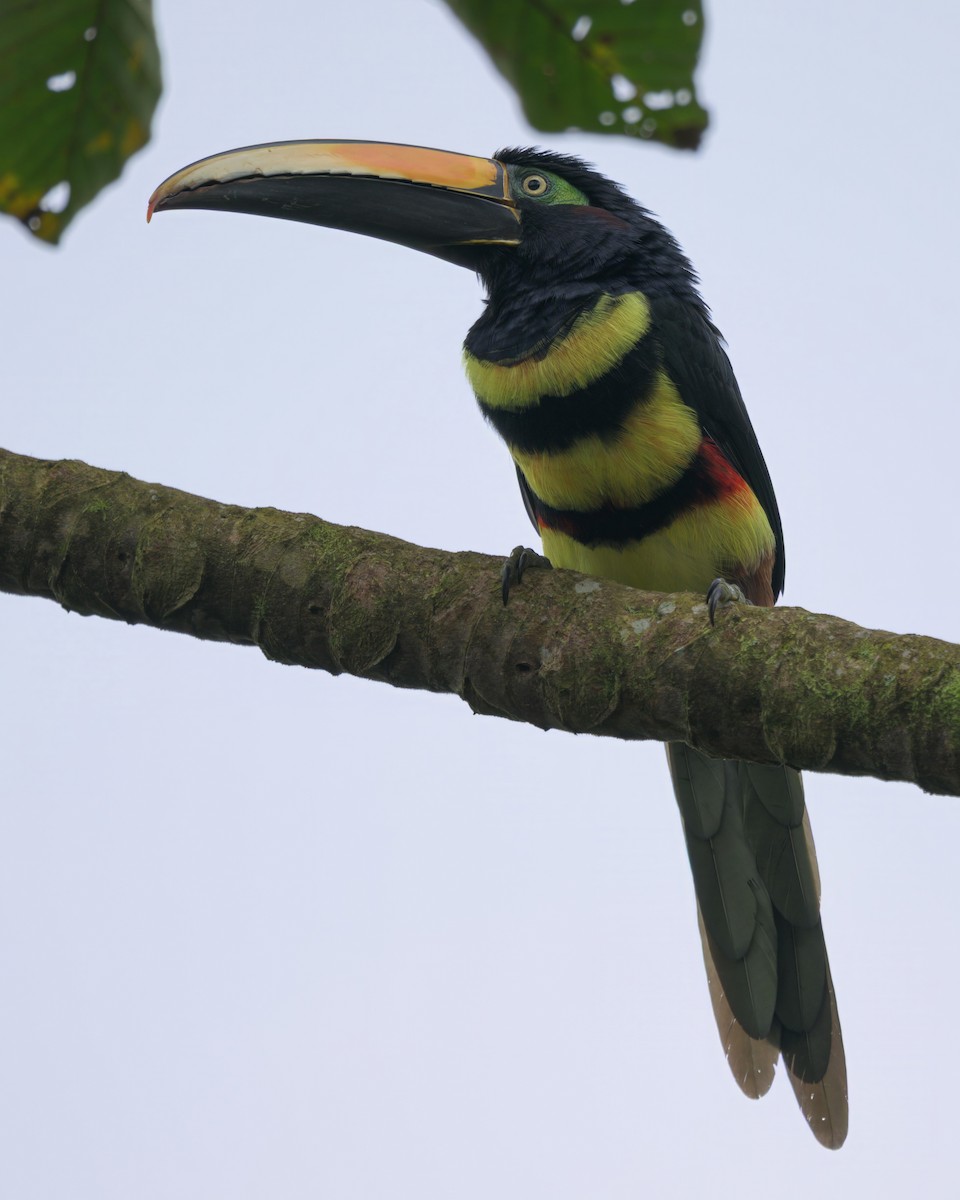 Many-banded Aracari - ML640568621