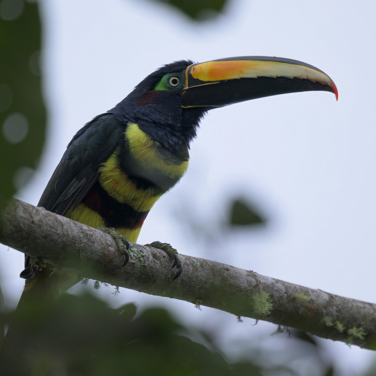 Many-banded Aracari - ML640568625
