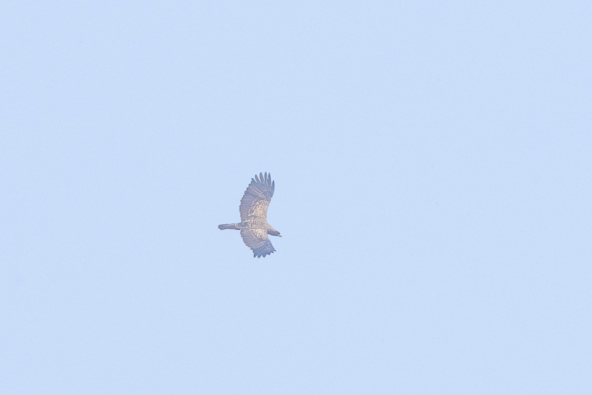 Wahlberg's Eagle - ML640568636