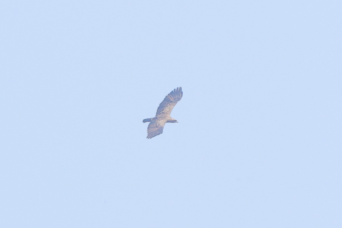 Wahlberg's Eagle - ML640568638