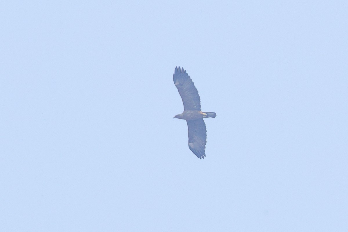 Wahlberg's Eagle - ML640568639