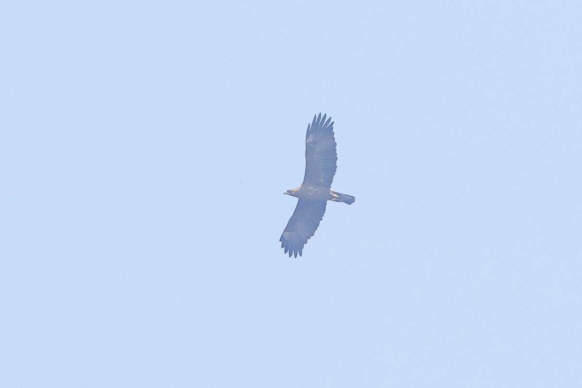 Wahlberg's Eagle - ML640568640