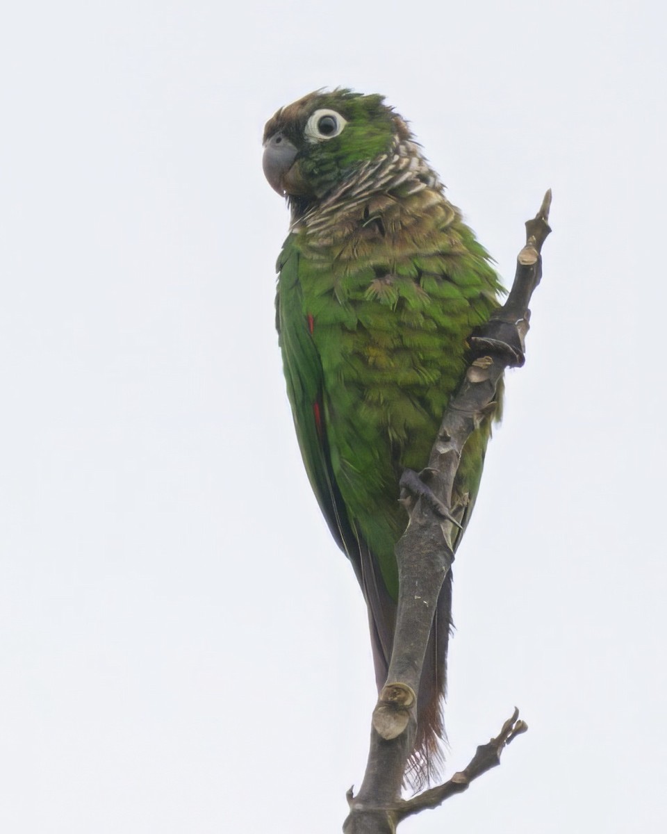 Maroon-tailed Parakeet - ML640568650