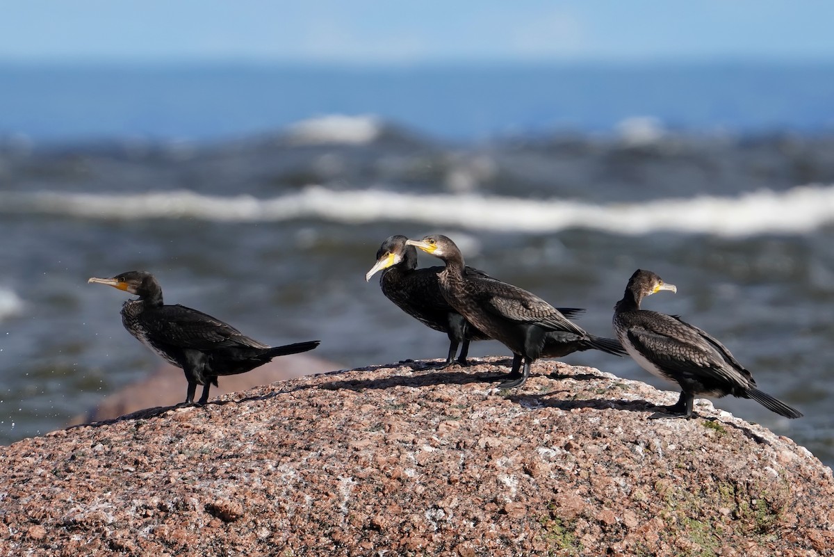 קורמורן גדול - ML640568706