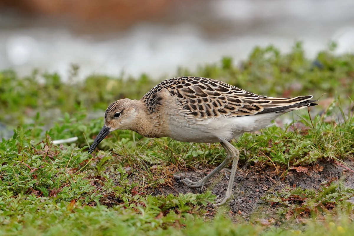לוחם - ML640568714