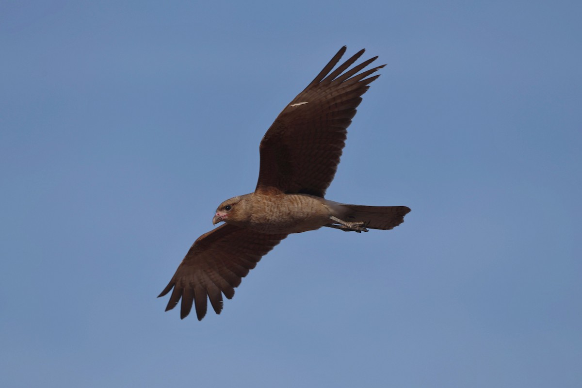 Chimango Caracara - ML640568741