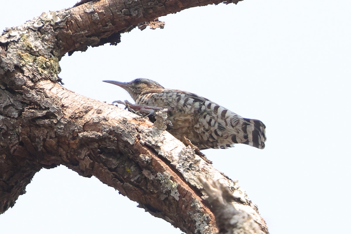 African Spotted Creeper - ML640568743