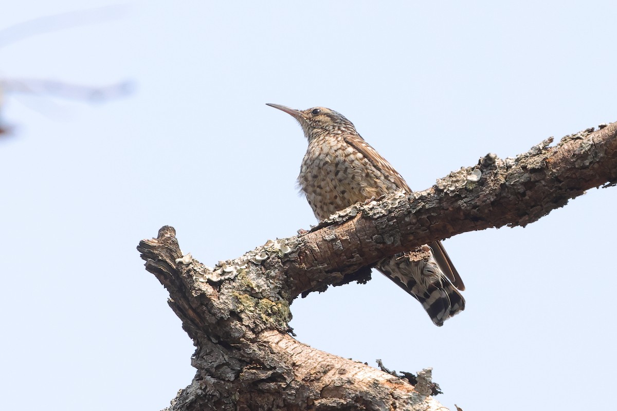 African Spotted Creeper - ML640568744