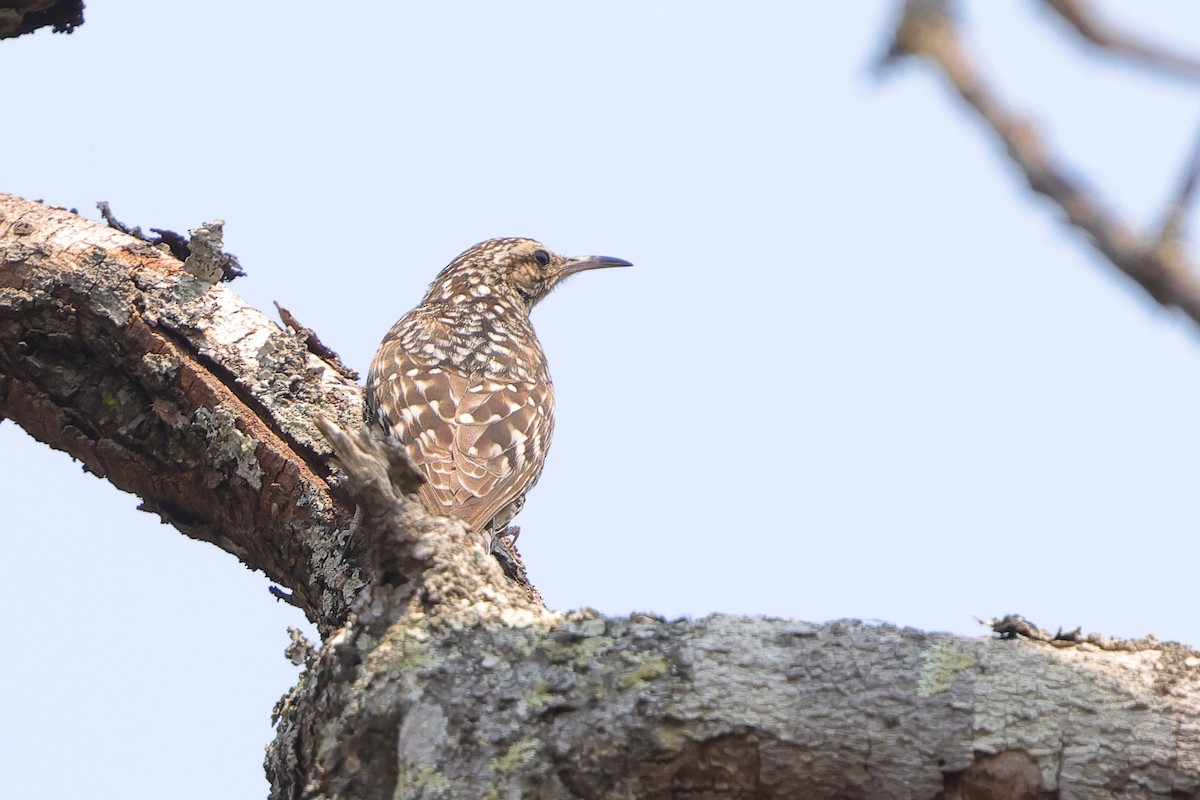 African Spotted Creeper - ML640568745
