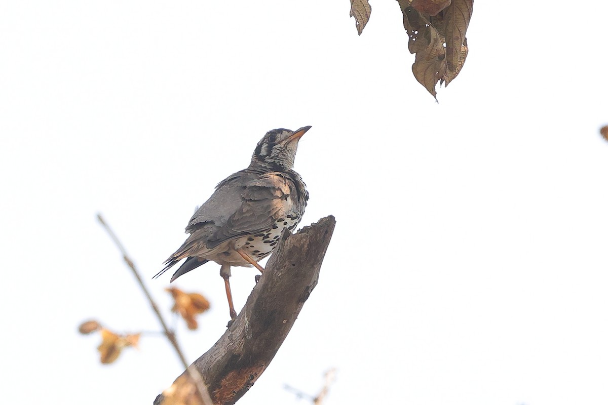 Groundscraper Thrush - ML640568752