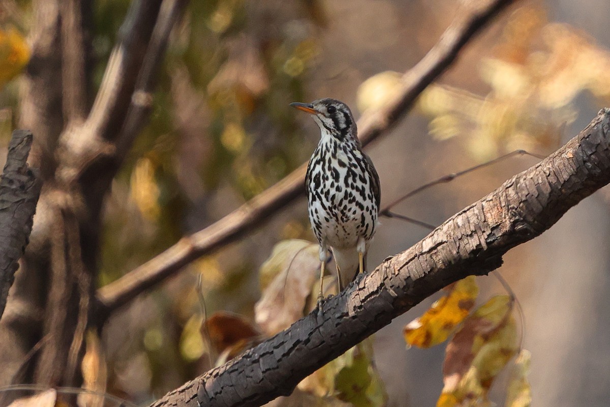 Groundscraper Thrush - ML640568753