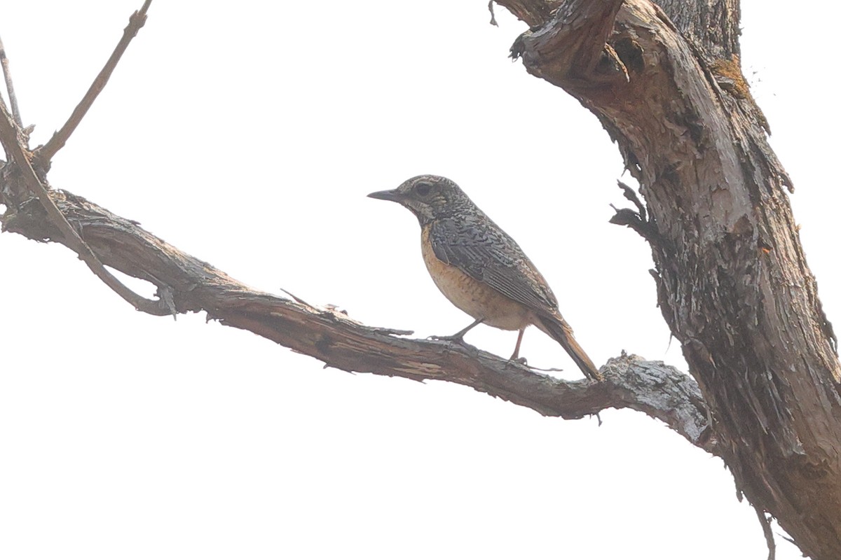 Miombo Rock-Thrush - ML640568763