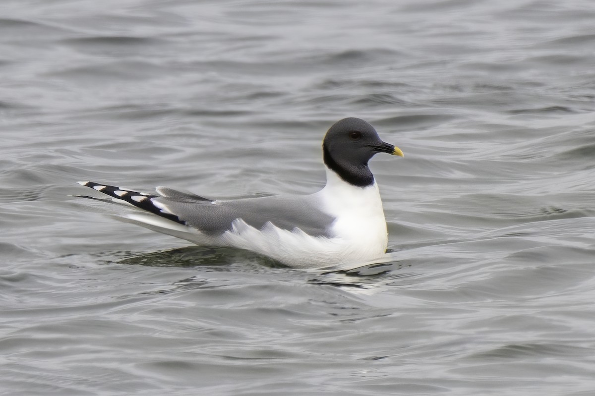 クビワカモメ - ML640568768