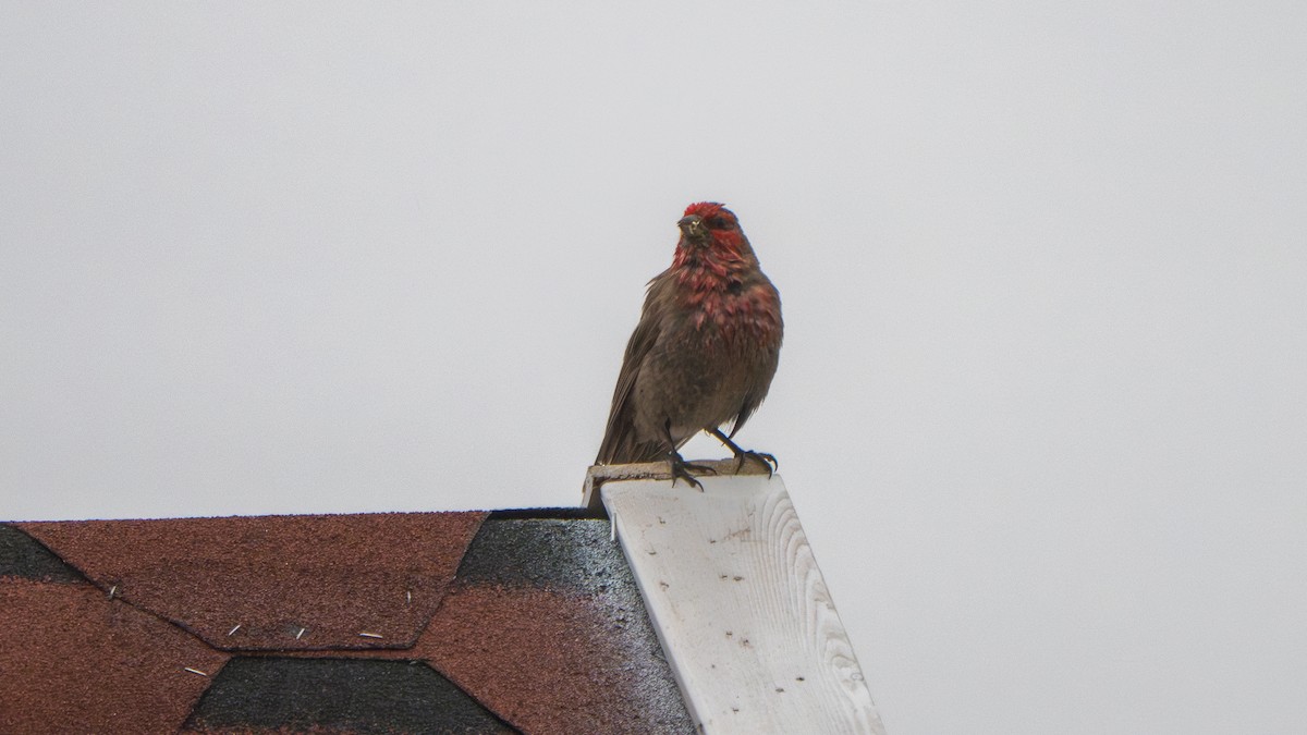Red-fronted Rosefinch - ML640568772