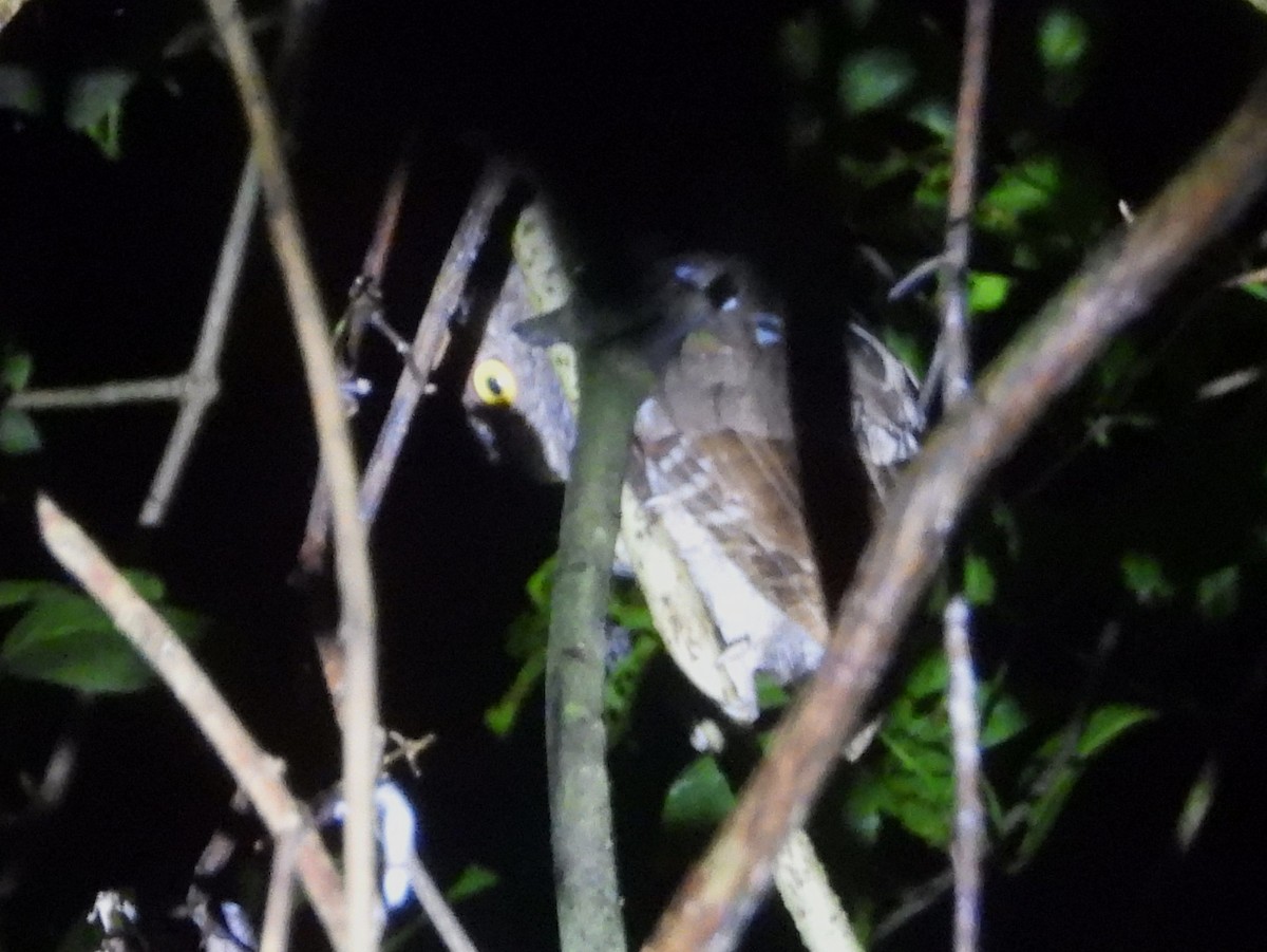 Choco Screech-Owl - ML640568791