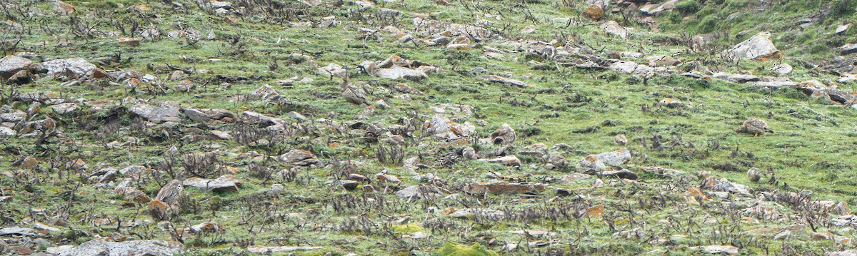 Tibetan Snowcock - ML640568793