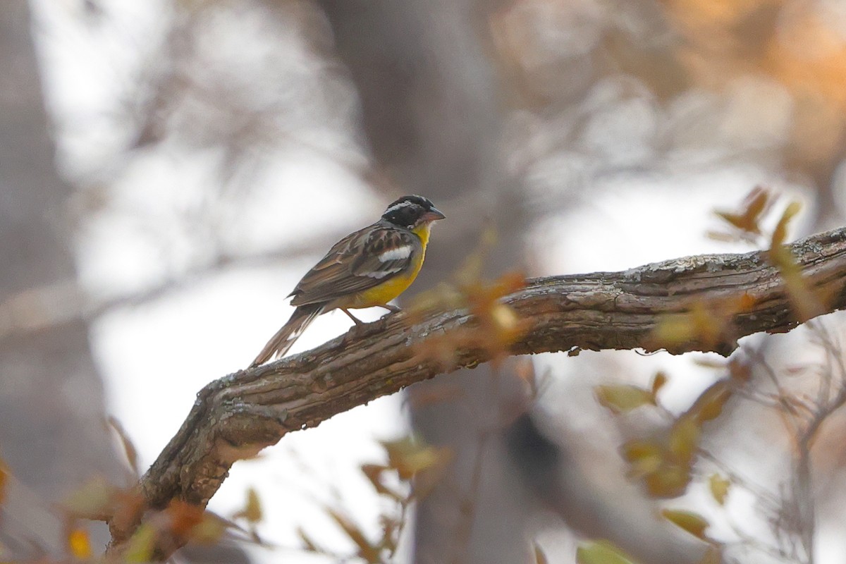 Cabanis's Bunting - ML640568808
