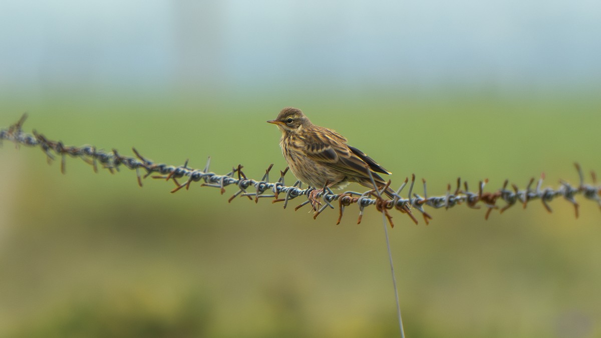 Rosy Pipit - ML640568816