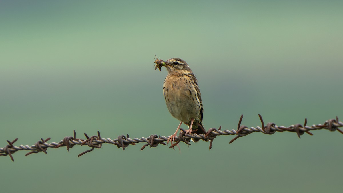 Rosy Pipit - ML640568817