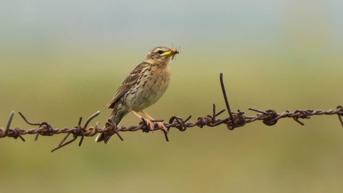 Rosy Pipit - ML640568818
