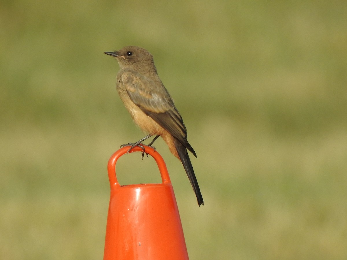 Say's Phoebe - ML640568837