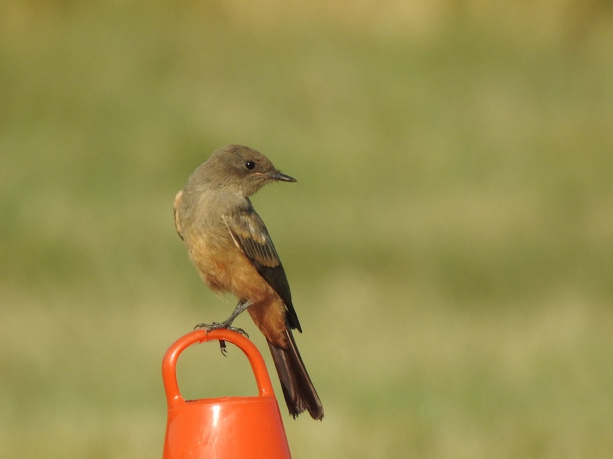 Say's Phoebe - ML640568838