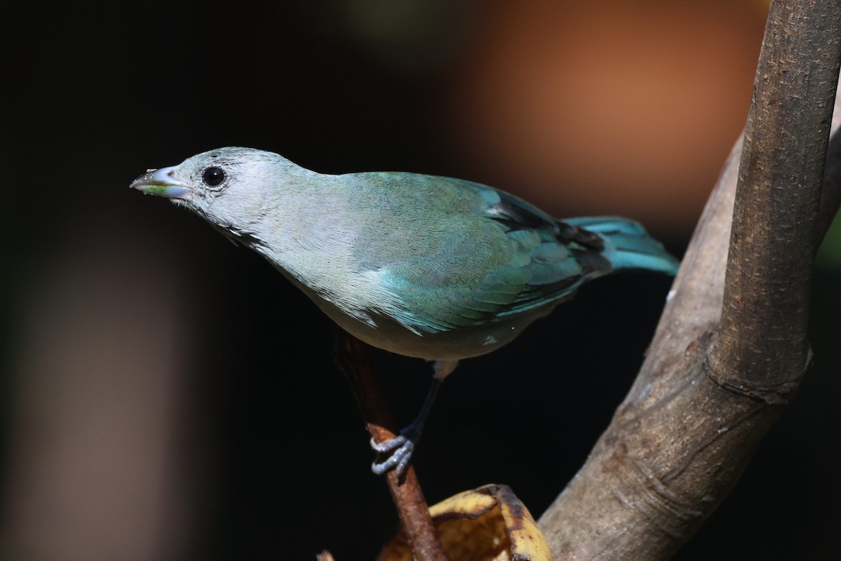 Sayaca Tanager - ML640568848