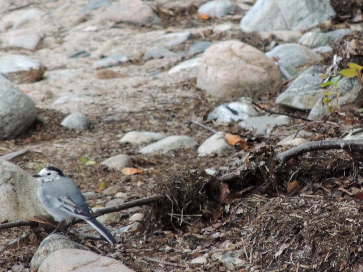 White Wagtail - ML640568920