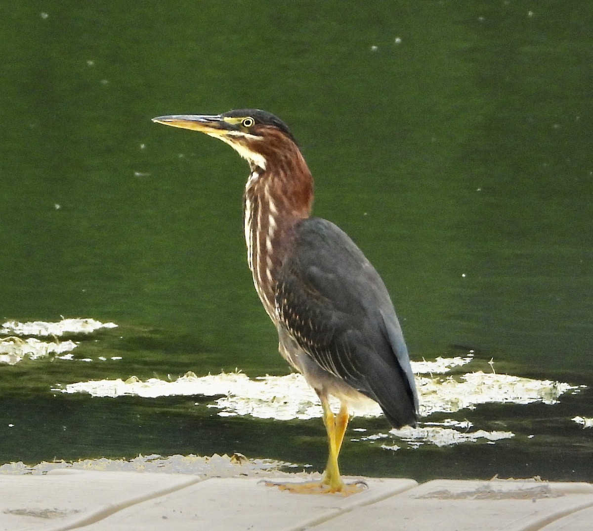 Green Heron - ML640568970