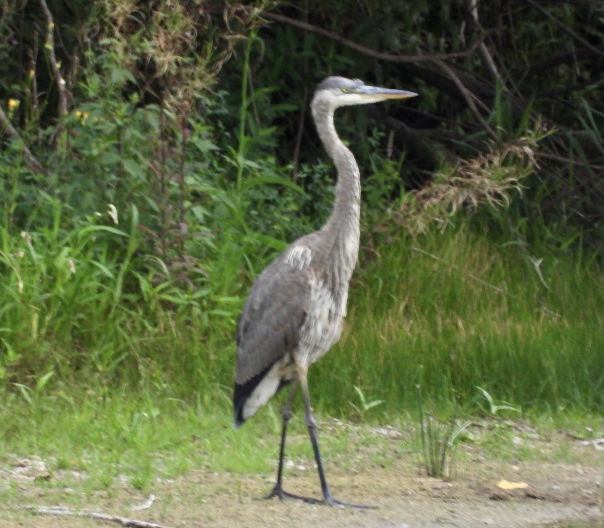 Great Blue Heron - ML640568976