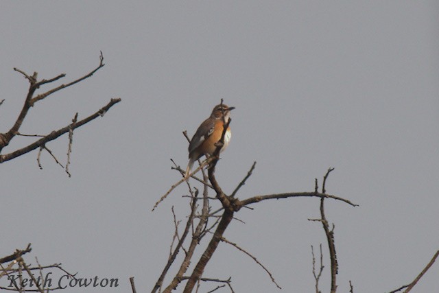 Miombo Scrub-Robin - ML640569079